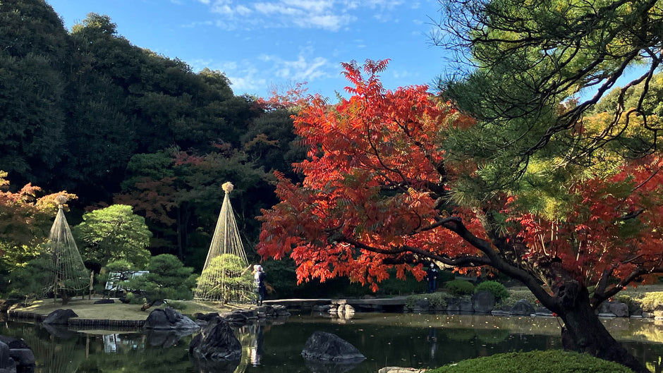 旧古河庭園日本庭園